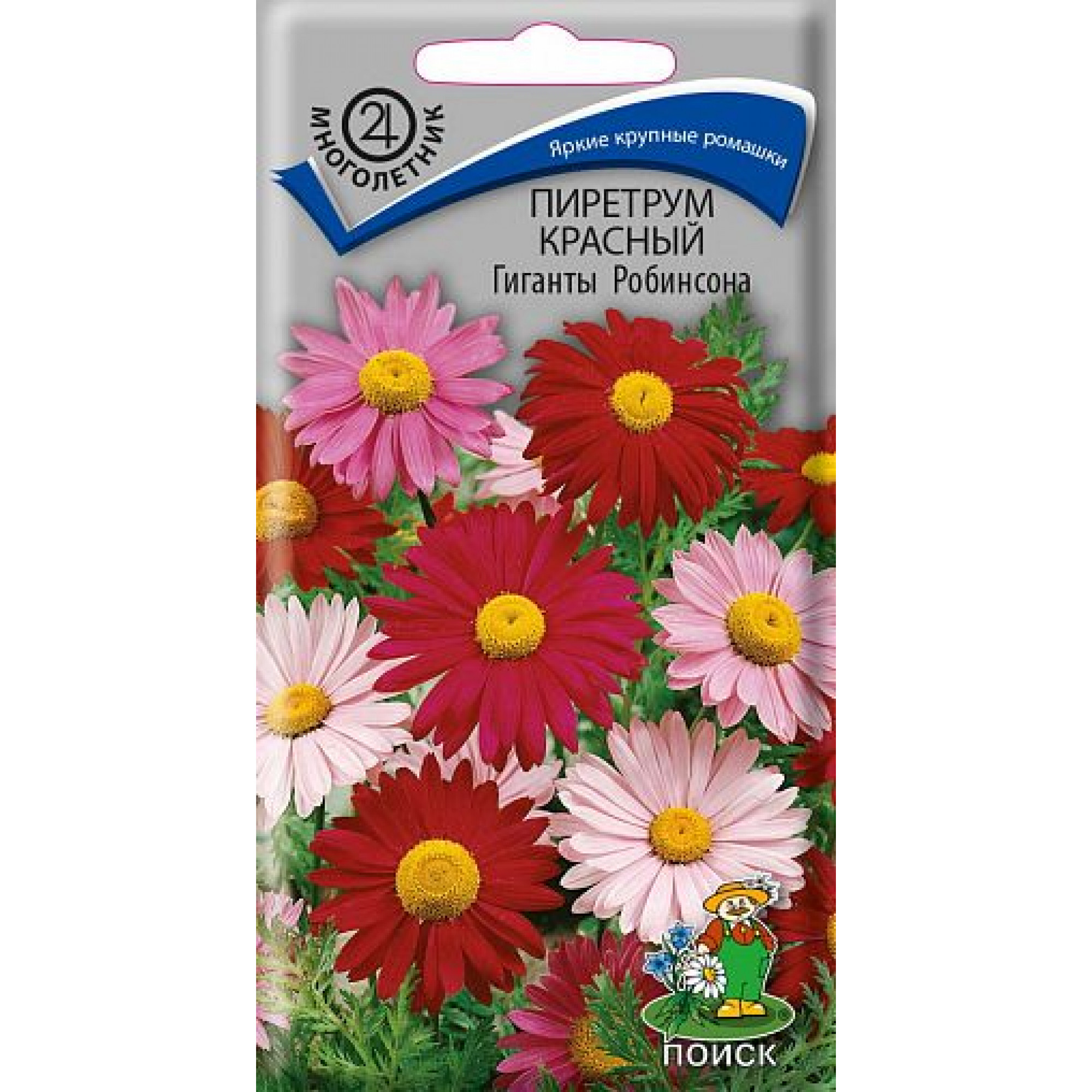 пиретрум робинсон ред. цветы пиретрум робинсон. пиретрум робинсон ред. пиретрум цветок. пиретрум персидская ромашка.