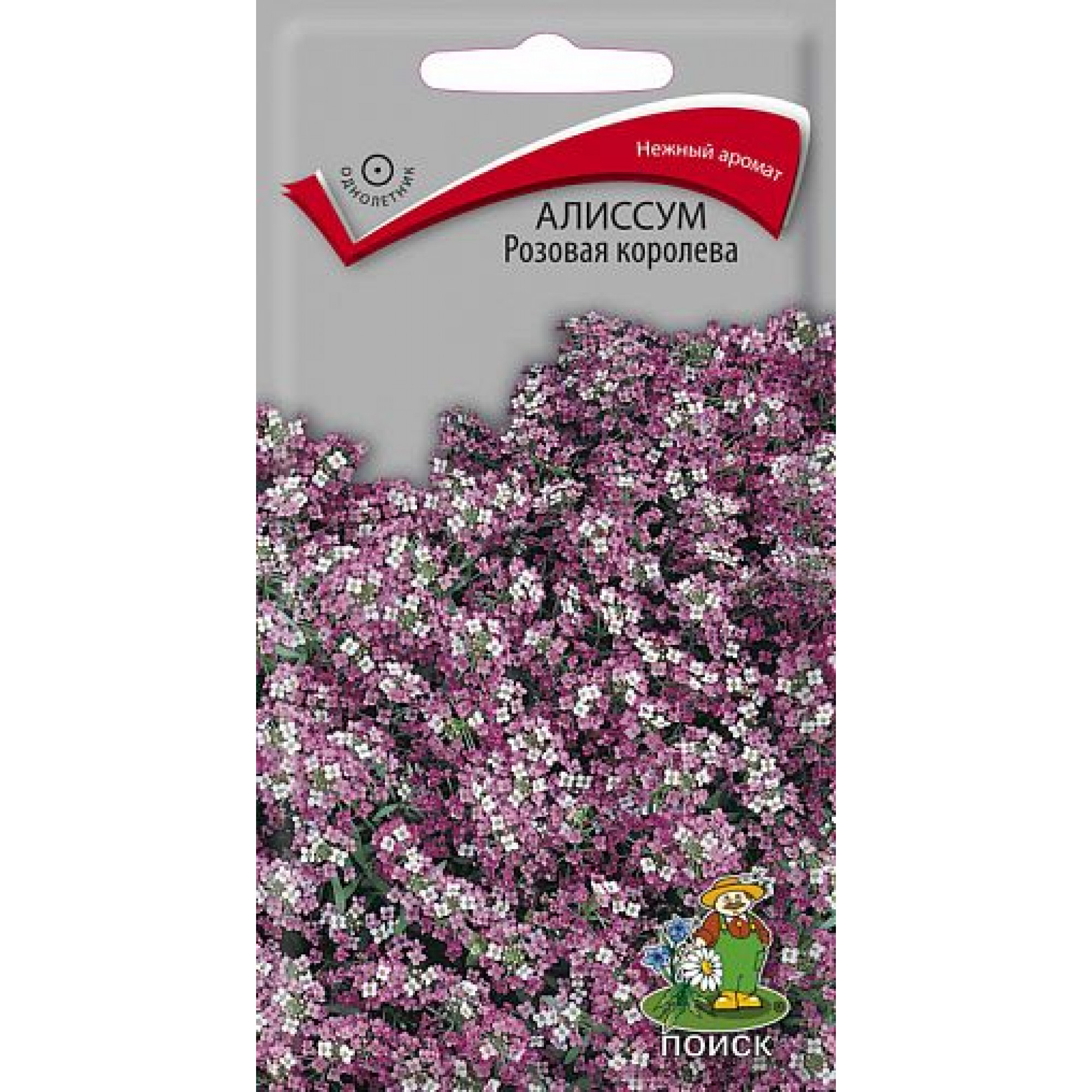 алиссум королев. алиссум королев. алиссум фиолетовая королева. алиссум королев. алиссум розовая королева.